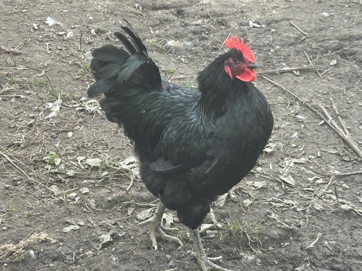 6 Jersey Gigant Hähne 2