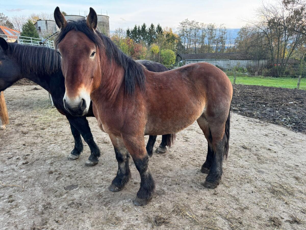 4,5-jähriger ungarischer Kaltblutwallach 3