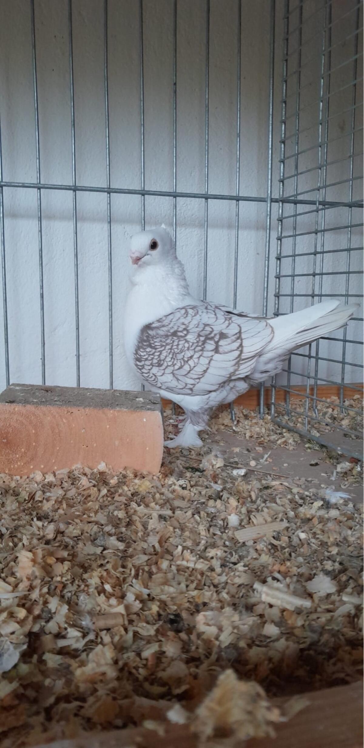 Orientalische Mövchen 3