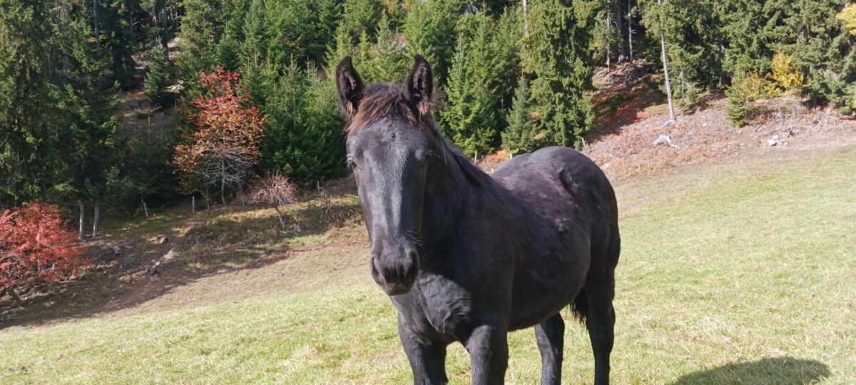 Norika Hengstfohlen 2