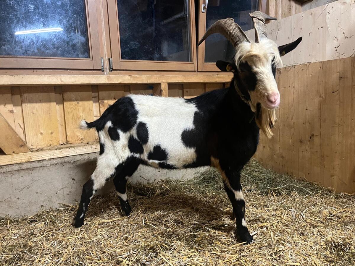 Tauernscheckenbock 2