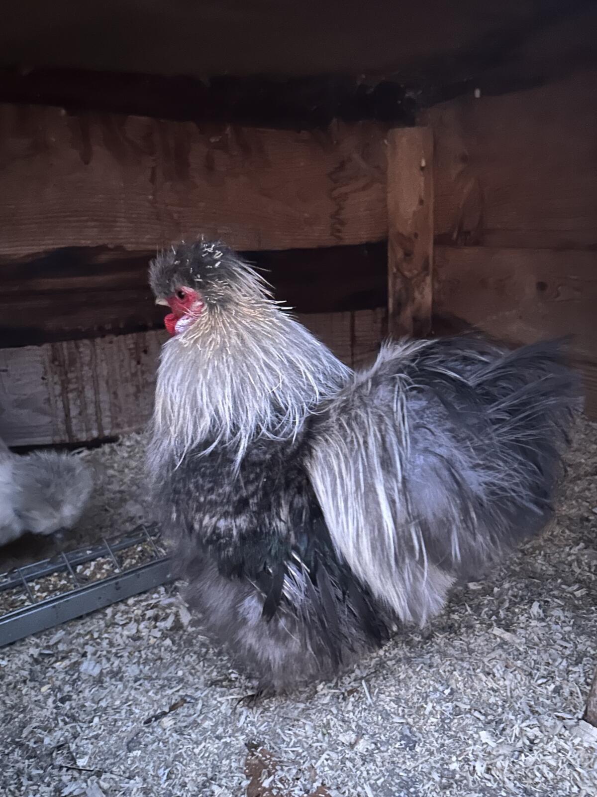 Zwergseidenhähne abzugeben 2