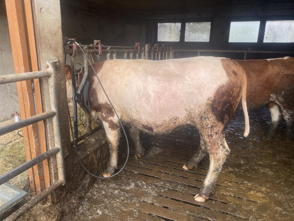 Trächtige Fleckviehkalbin mit Potential 3