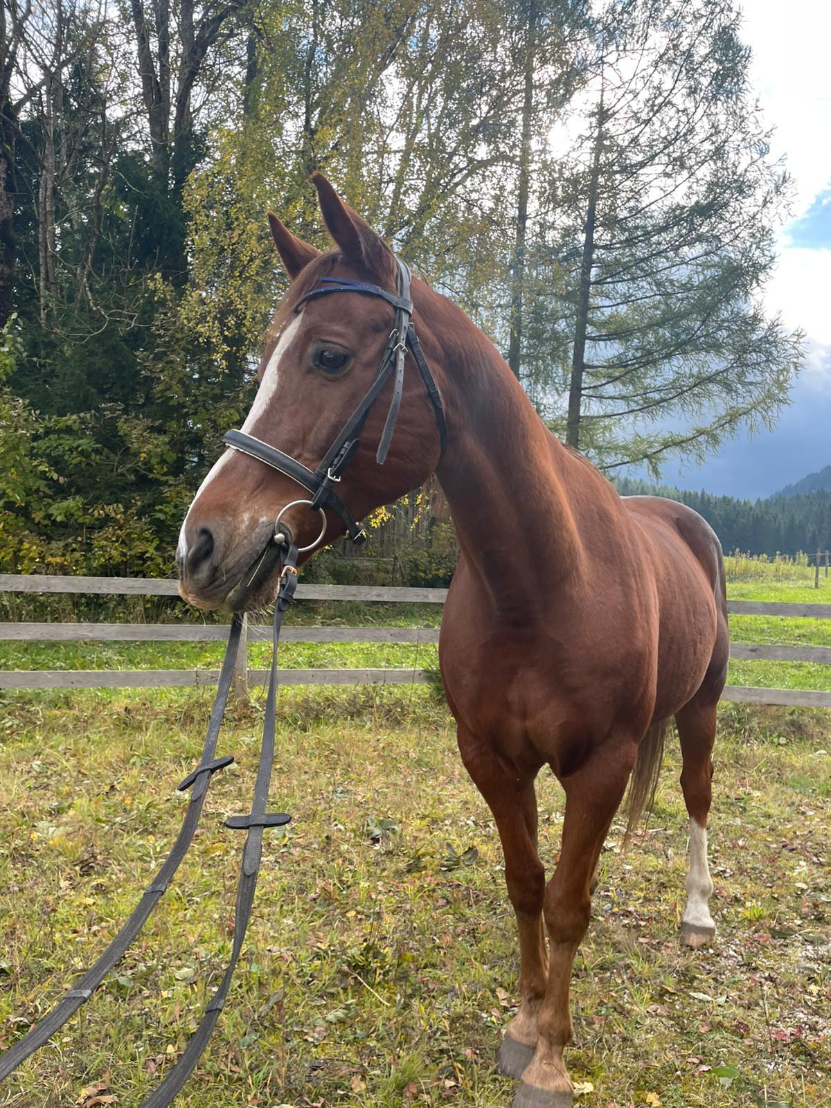 Warmblut Wallach Joe 3