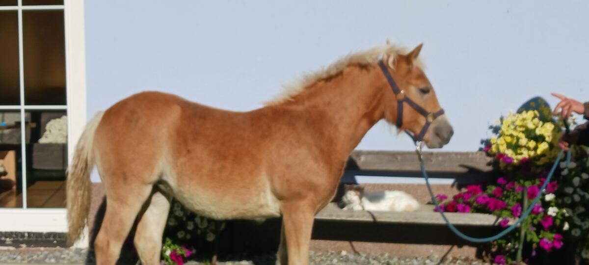 Haflinger Stutfohlen 2