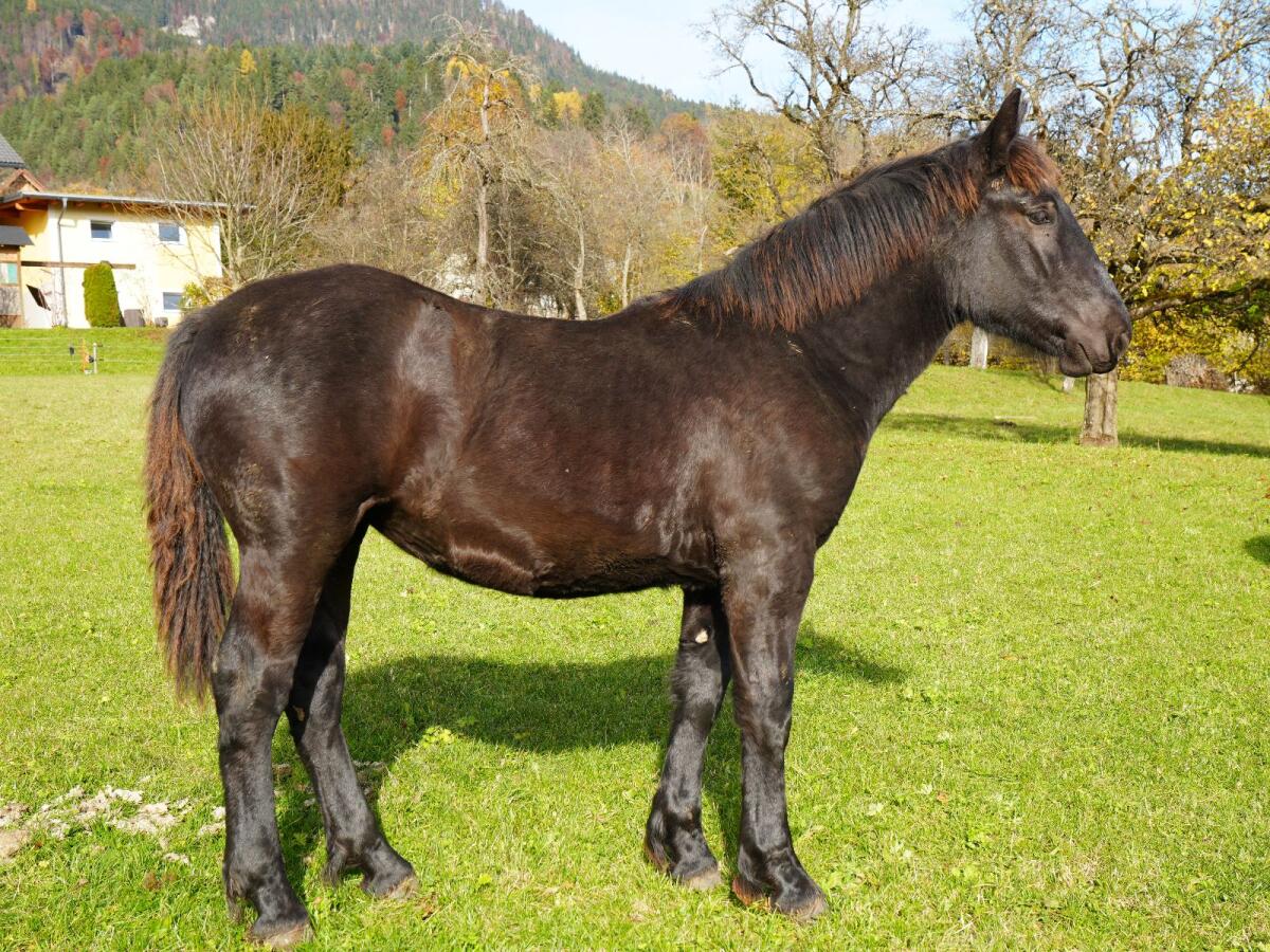 Noriker-Stutfohlen 3