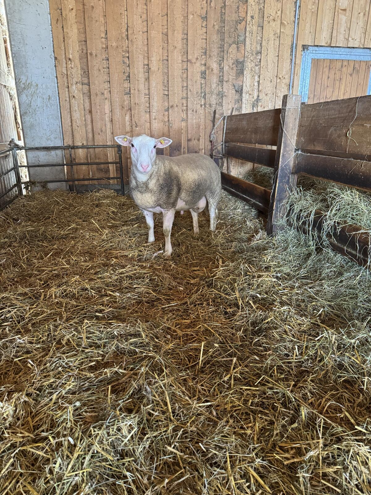 Berrichon Zuchtwidder 3