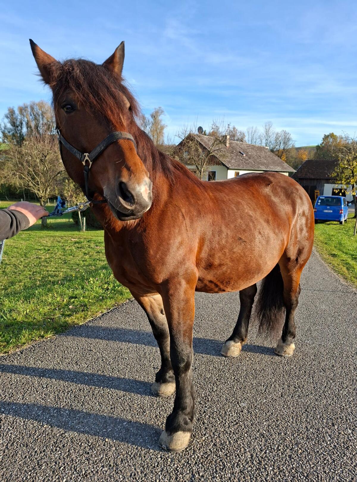 Verkaufe kastanienbraune Norikerstute 1