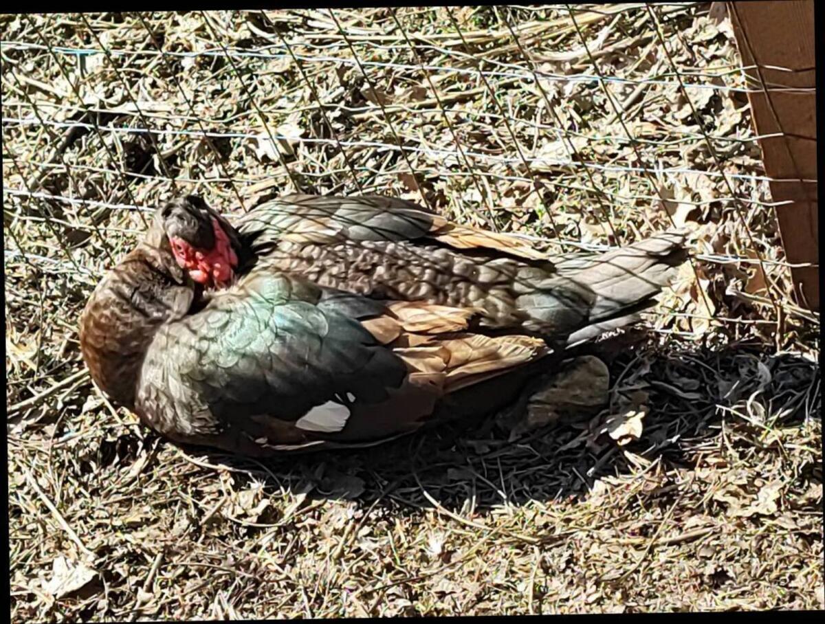 Moschusenten braun 3