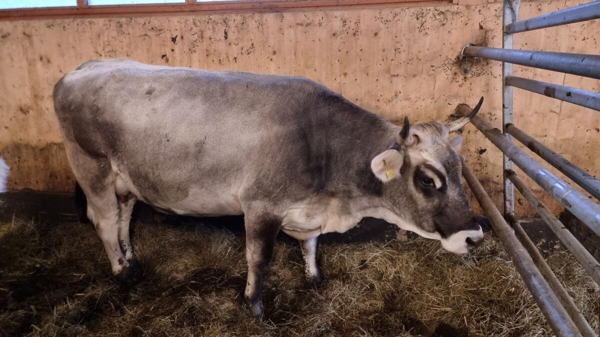 Tiroler Grauviehkuh Bio 1