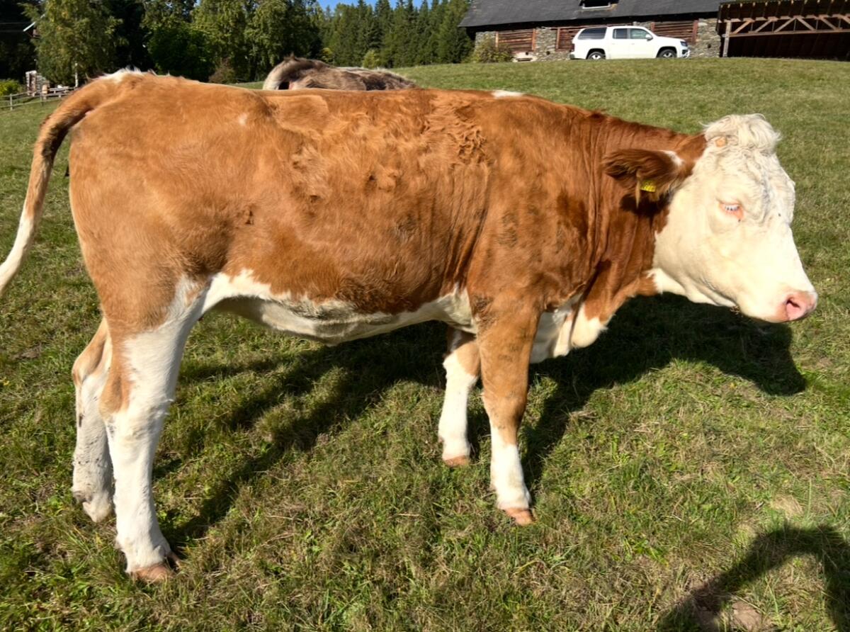 Zuchtkalbinnen, Kalbinnen, Fleckvieh 3