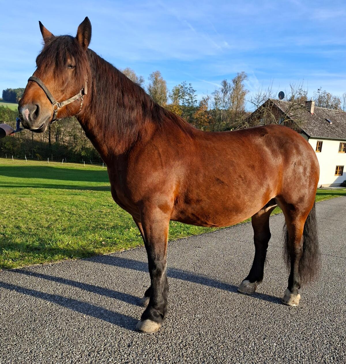 Verkaufe kastanienbraune Norikerstute 3