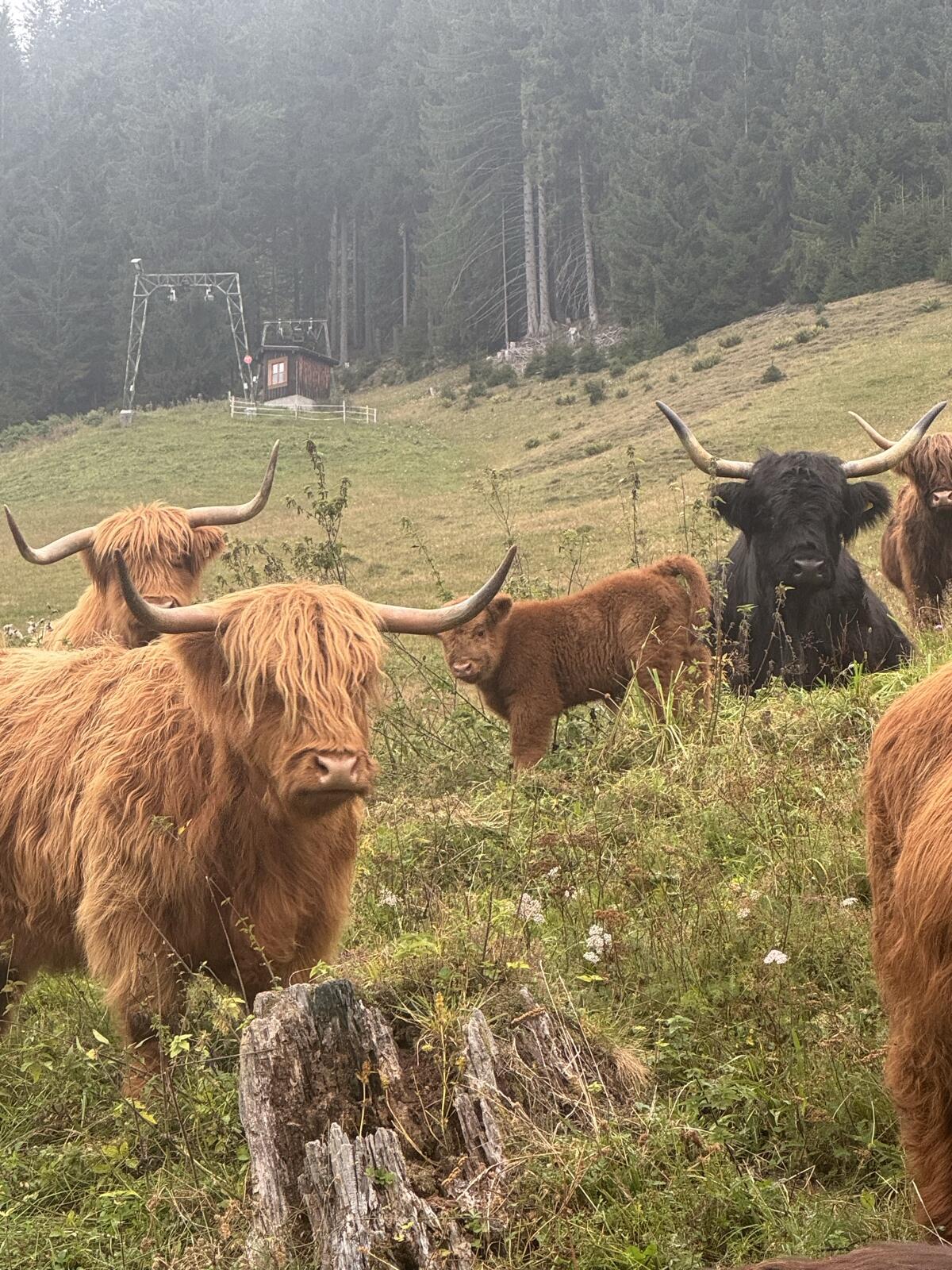 Hochlandrinder 3