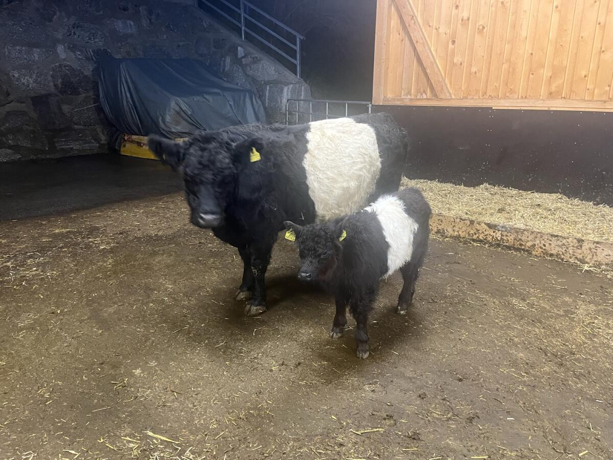 Galloway Kühe mit Nachzucht 1