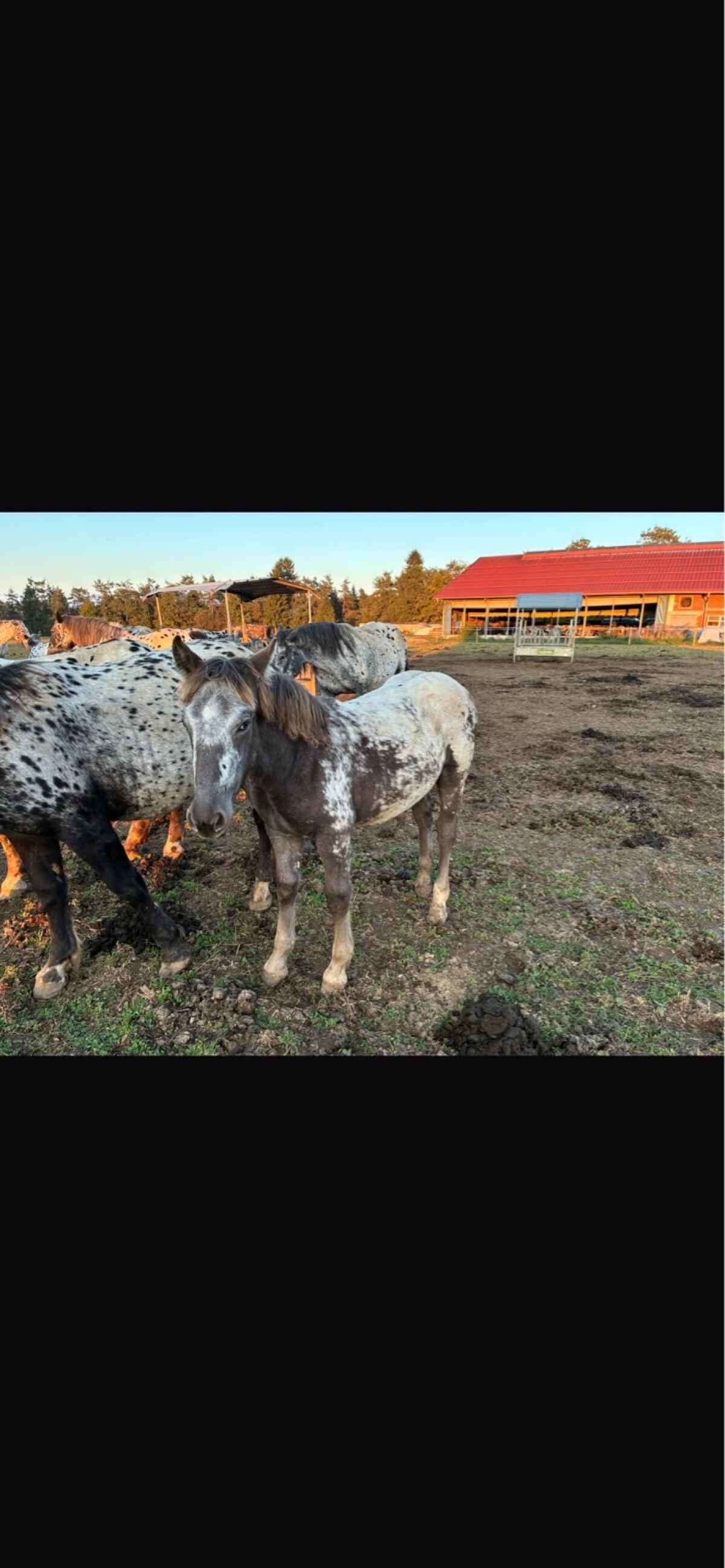 Verkaufe Noriker-Stutenfohlen 1