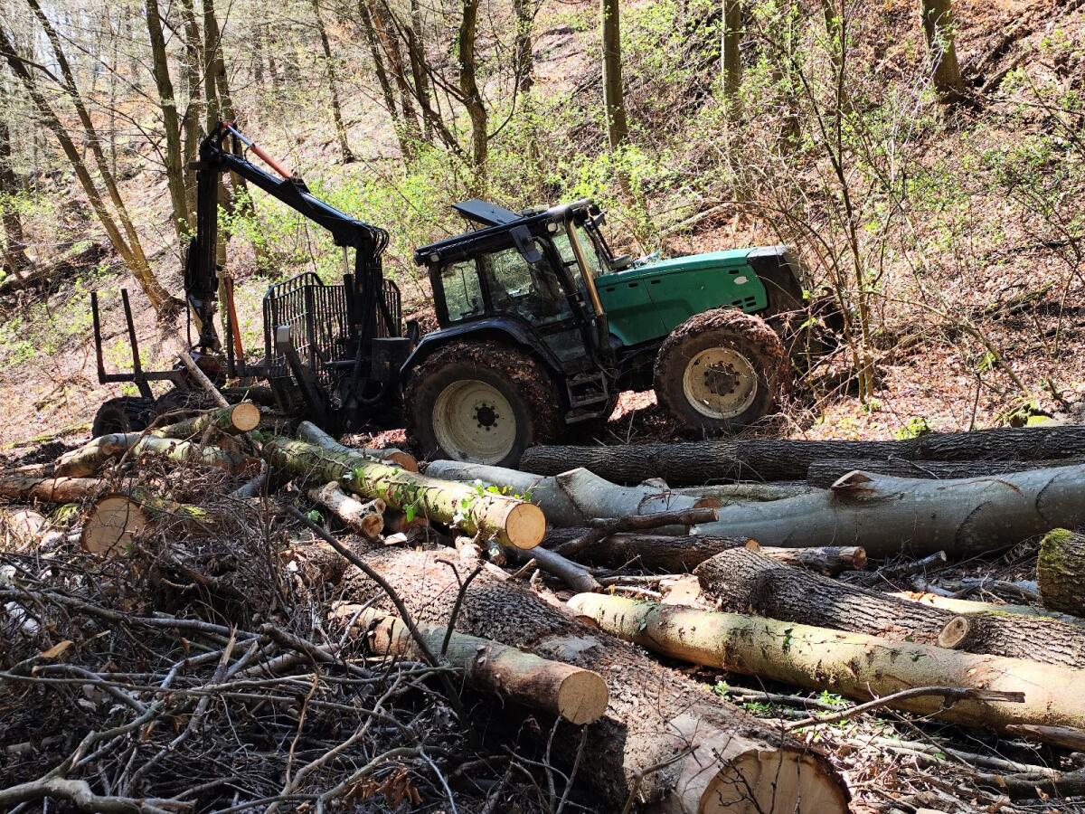 Holzbringung und Schlägerung 3