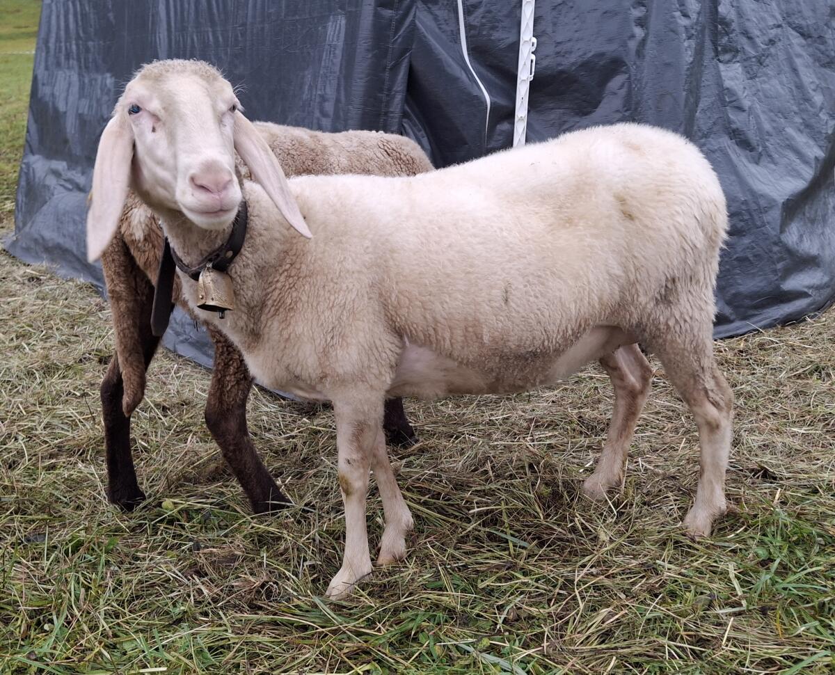 Verk. Verschiedene Bergschafe 2