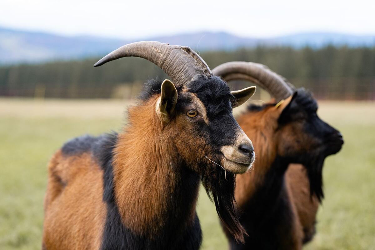 Schöne Ziegenböcke zu verkaufen 2
