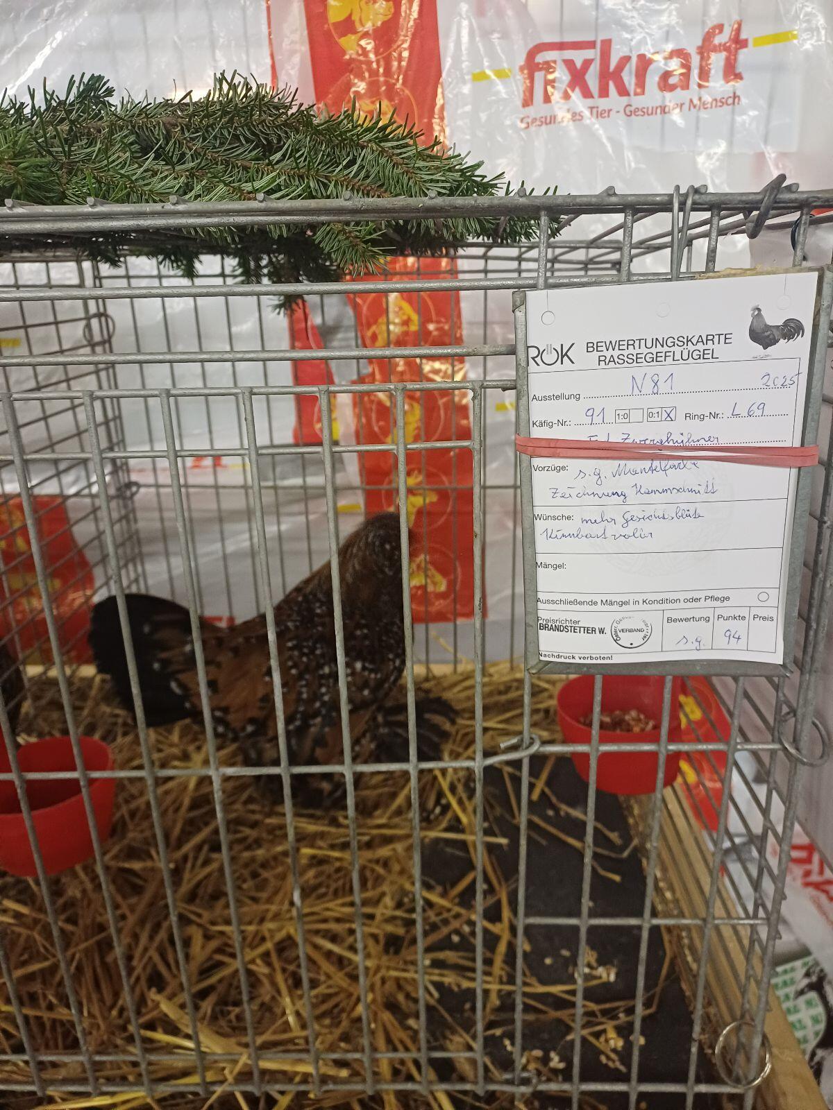 Federfüßige Zwerghühner 2