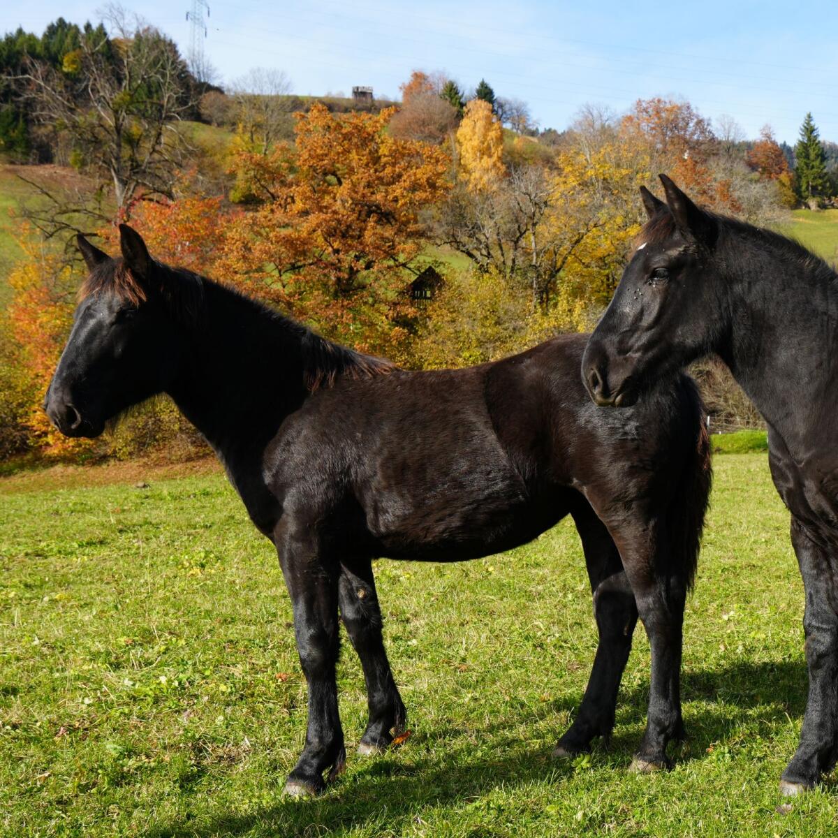 Noriker-Stutfohlen 2