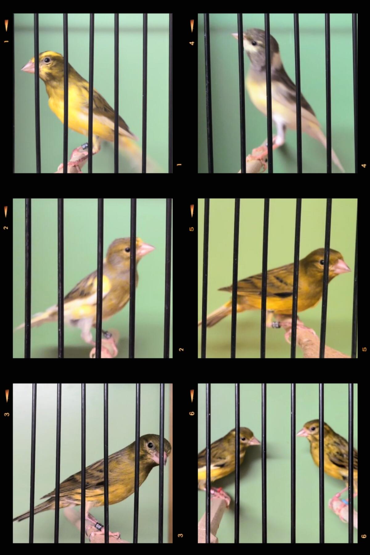 Kanarienvögel Raza Espanola 3