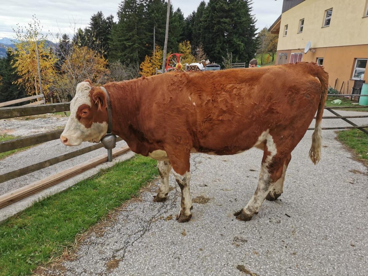 BIO Fleckvieh Kalbin trächtig 2