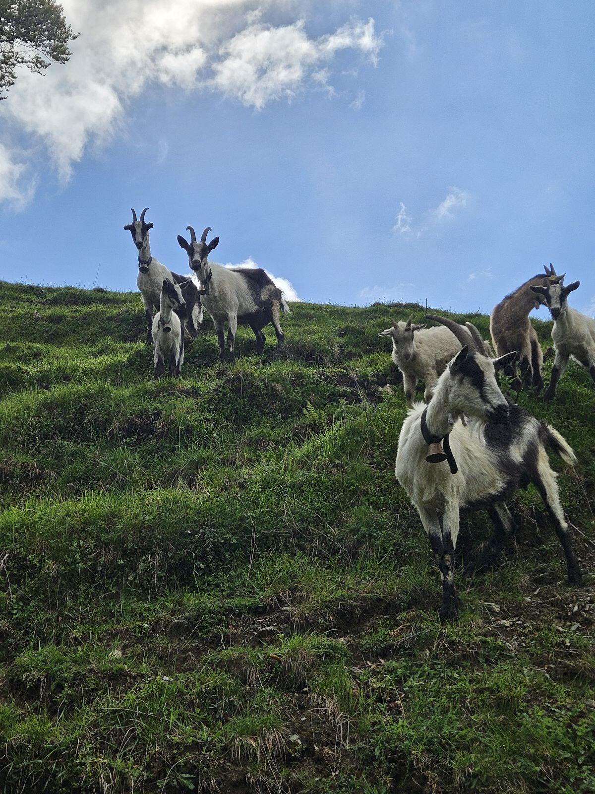 HB Pfauenziegen zu verkaufen 3