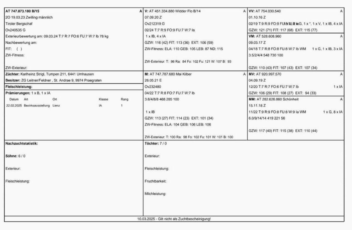 Bergschafzuchtwidder 2
