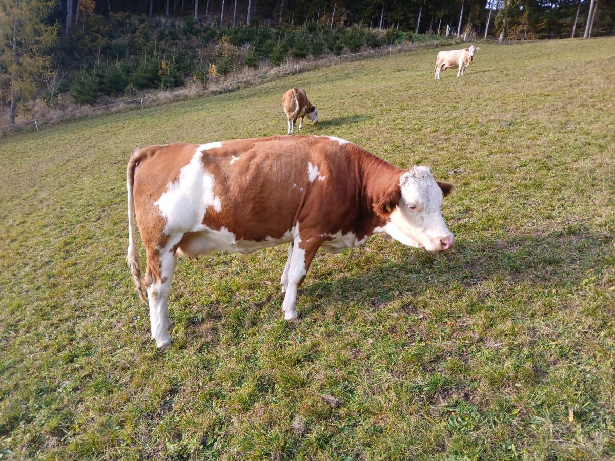 Verkaufe trächtige Fleckviehkuh 1