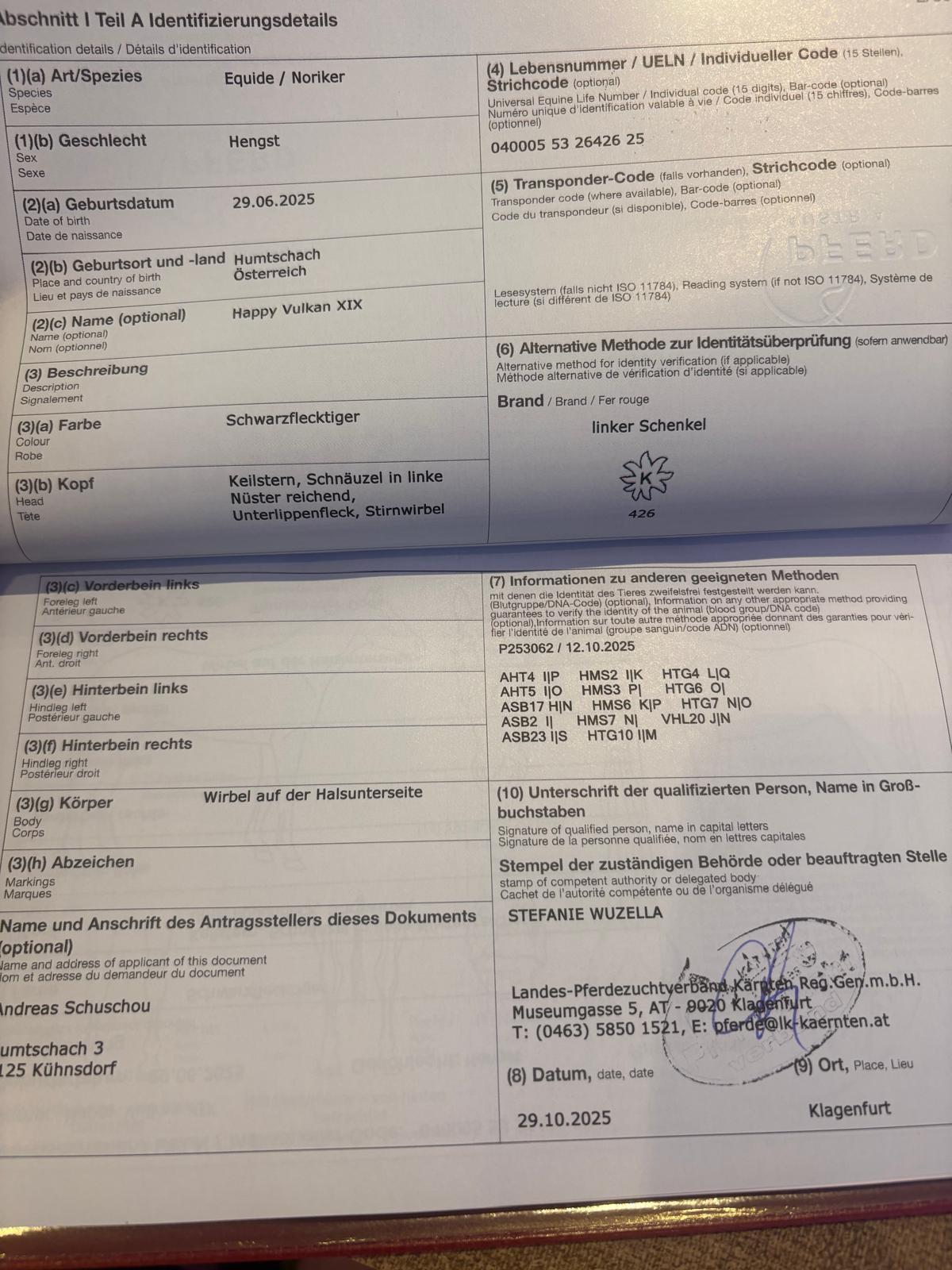 Verkaufe Noriker-Hengstfohlen (Schwarzflecktiger) 3