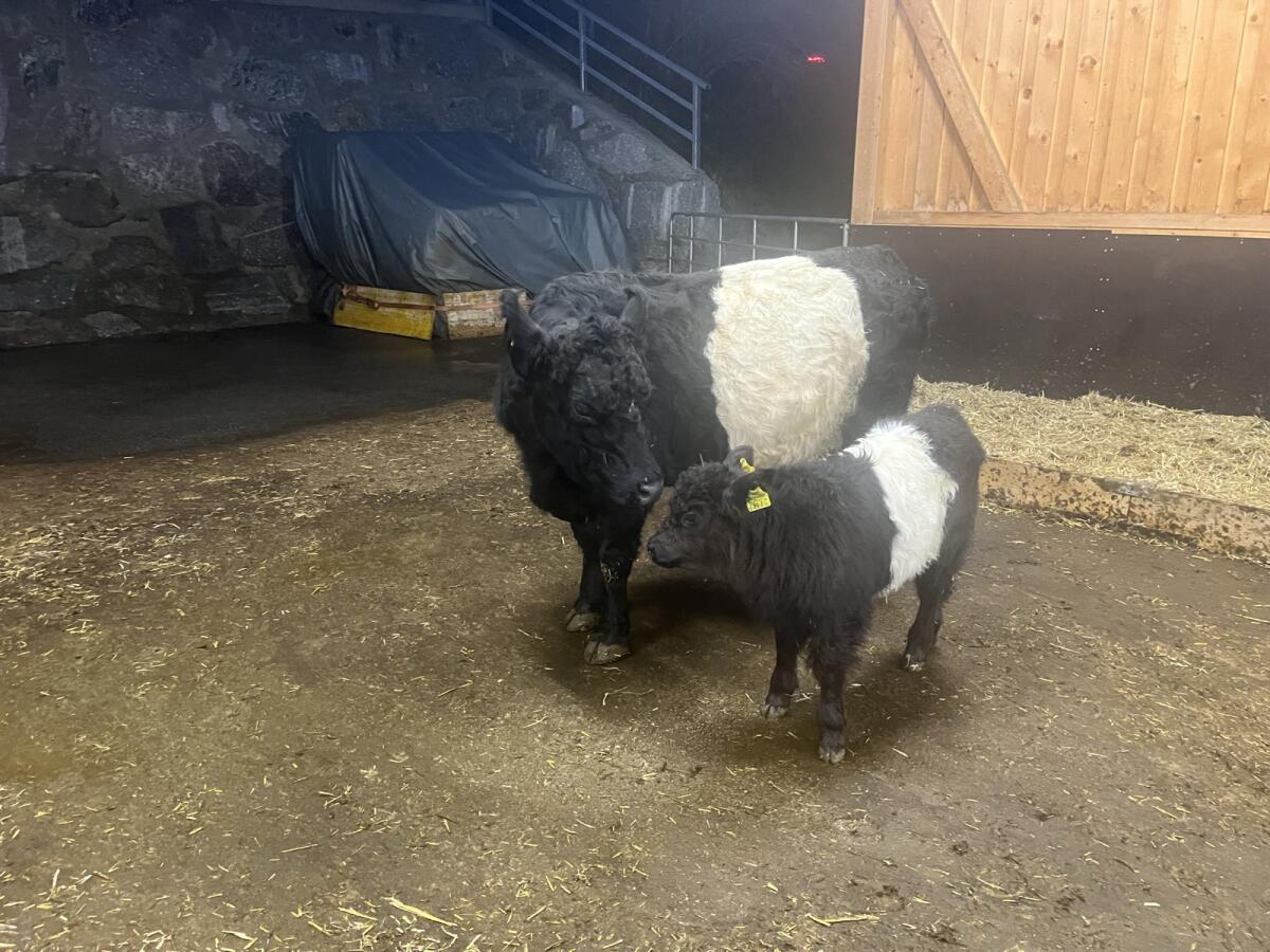 Galloway Kühe mit Nachzucht 2