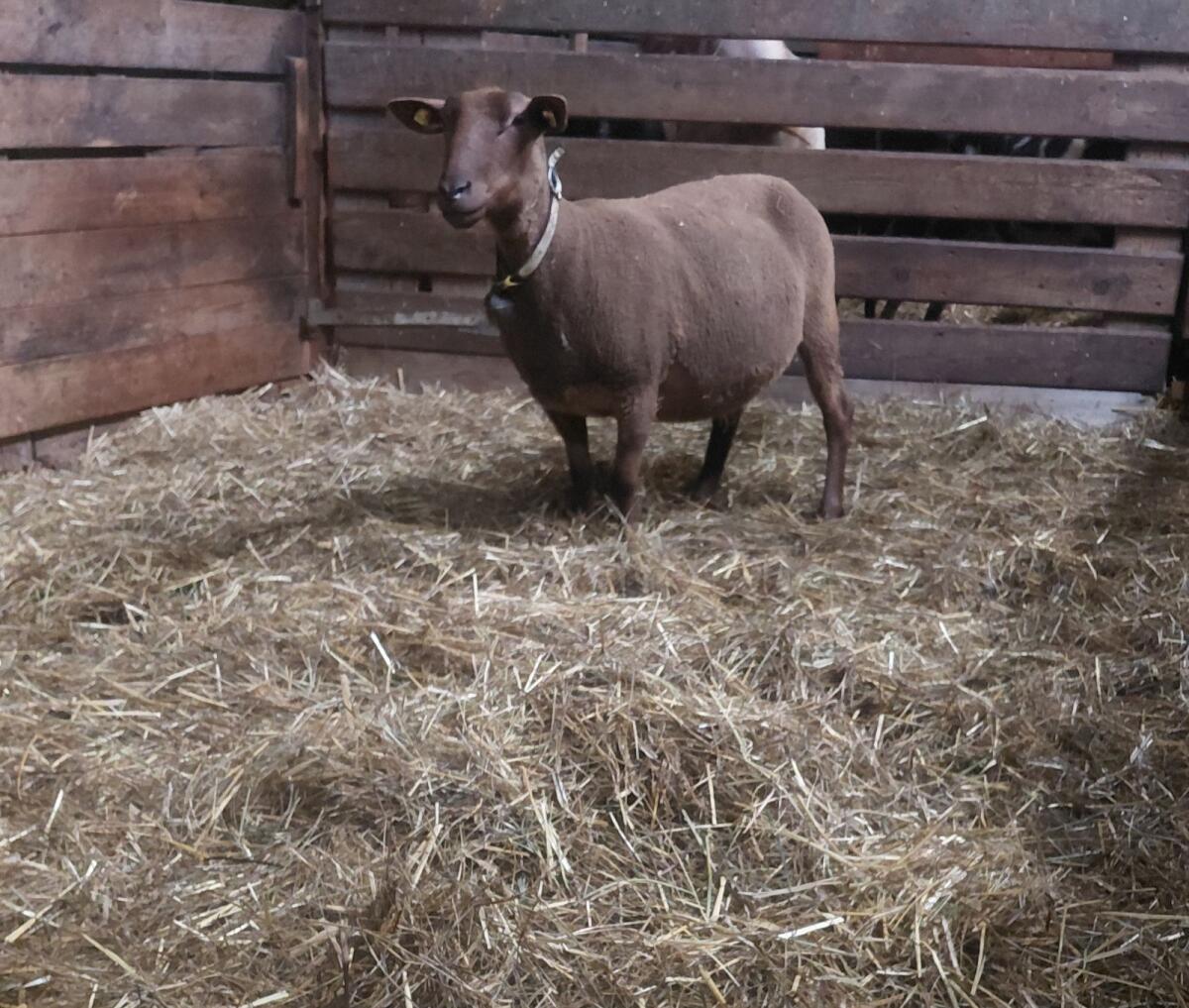 Jura Mutterschafe trächtig 2