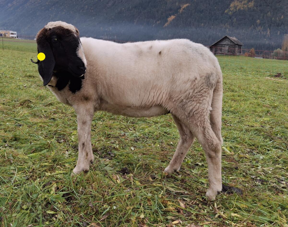 Verk. Verschiedene Bergschafe 3