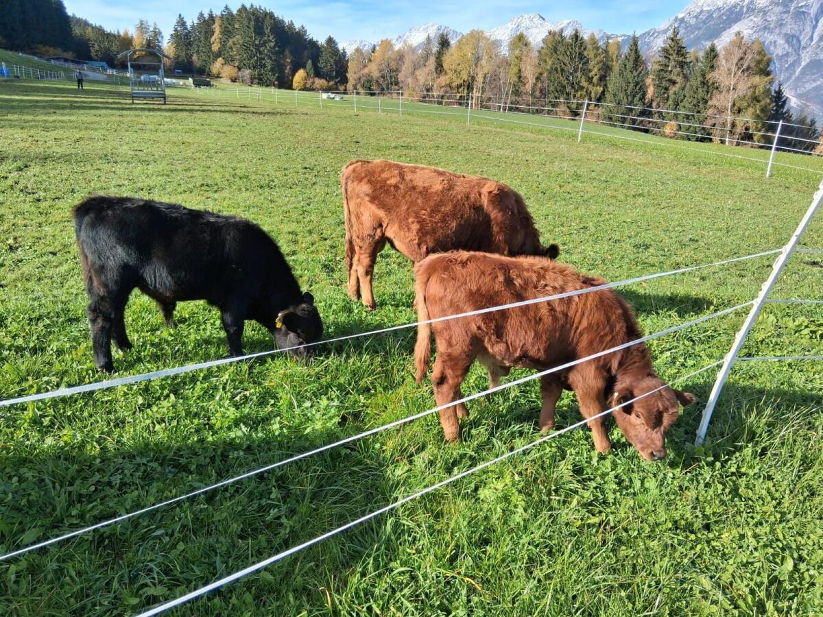Dexterrinder mit Herdbuch 2