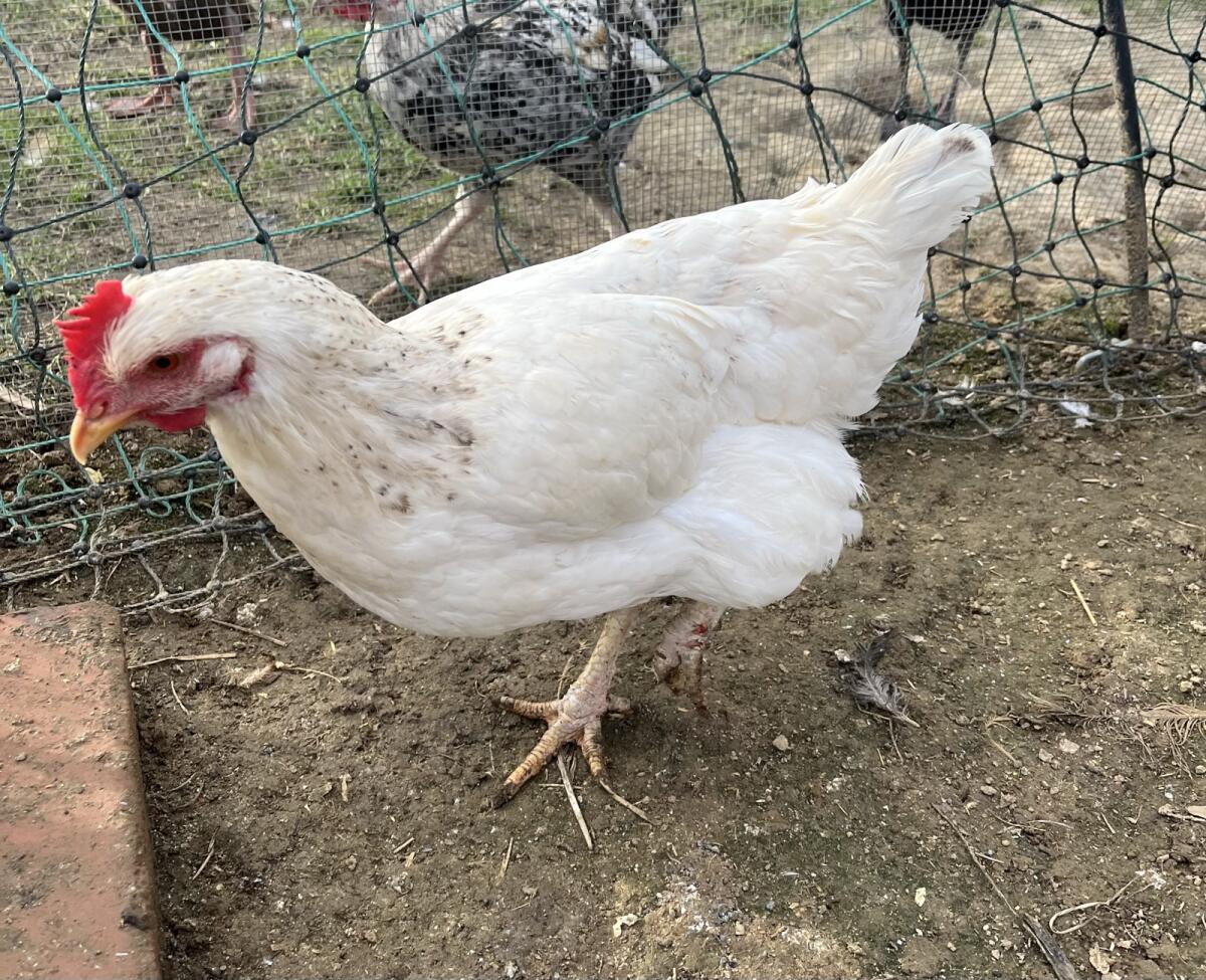 Verkaufe Maran, Sussex und Sulmix Henne 2