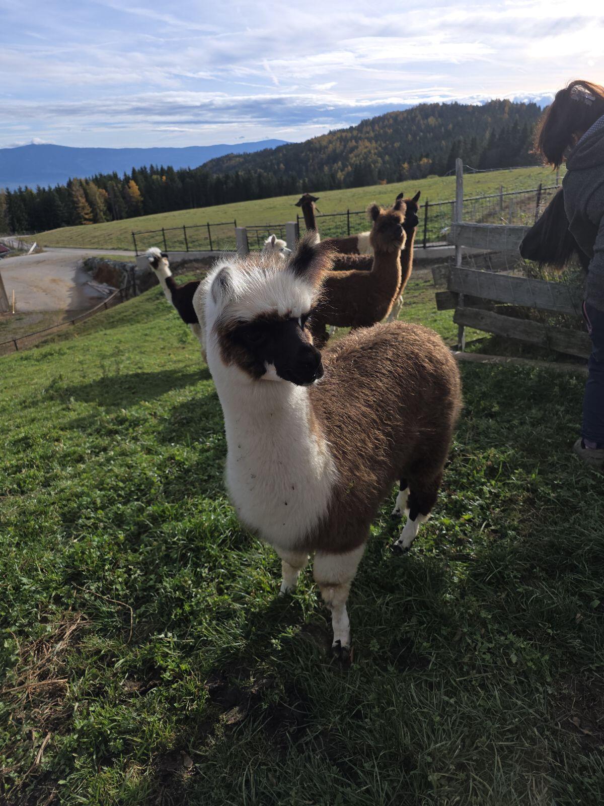 1 Alpaka- und 1 Lama-Hengstfohlen 1