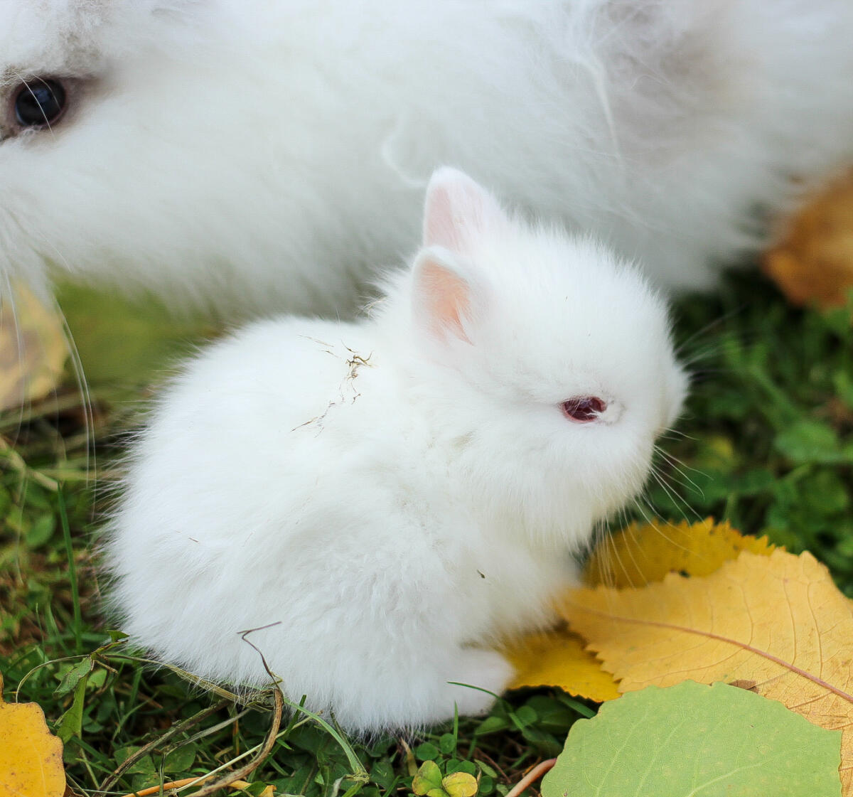 Teddyzwergkaninchen reinrassig männlich 2