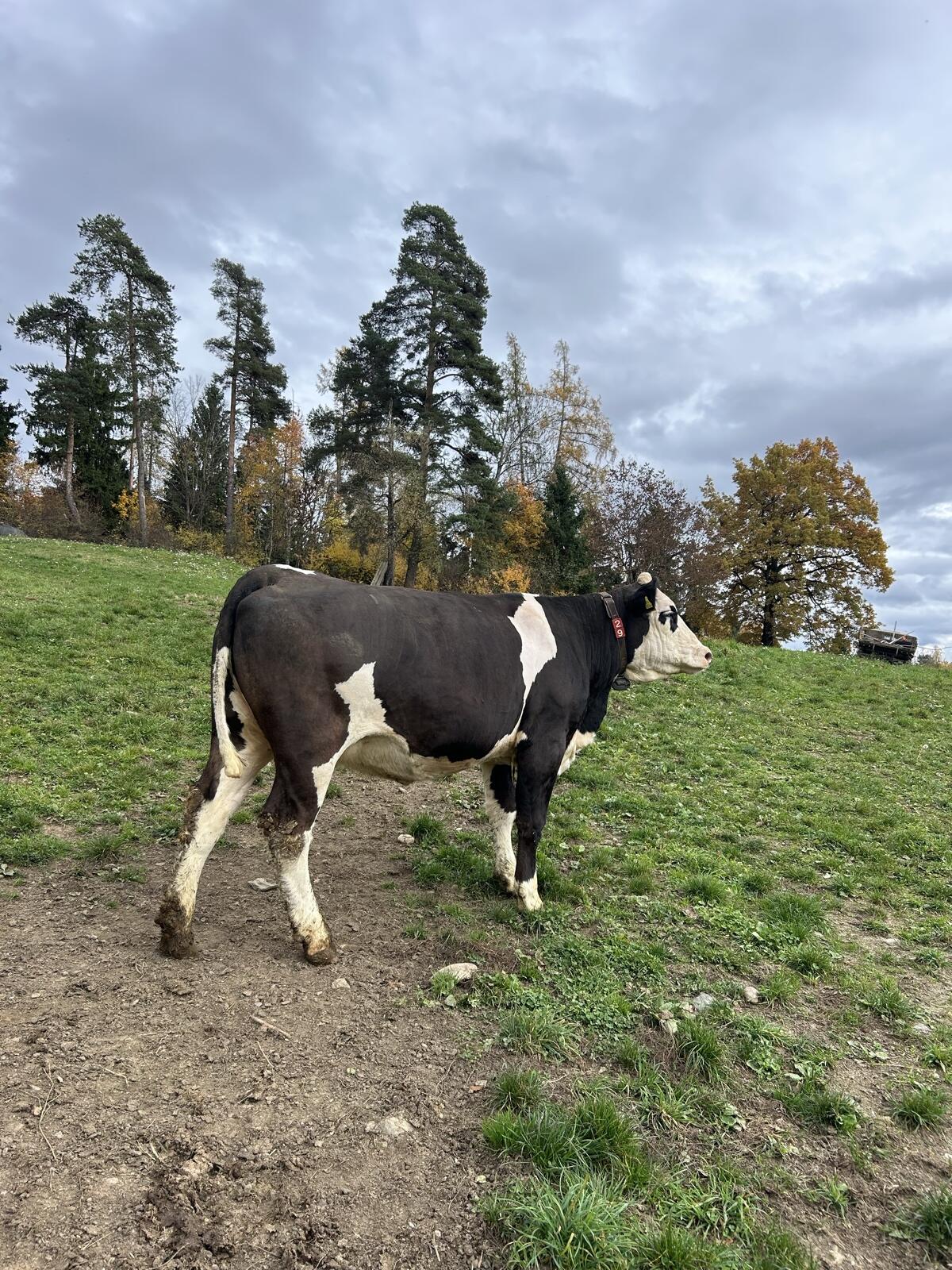 Fleckvieh/Holstein Kalbin 2