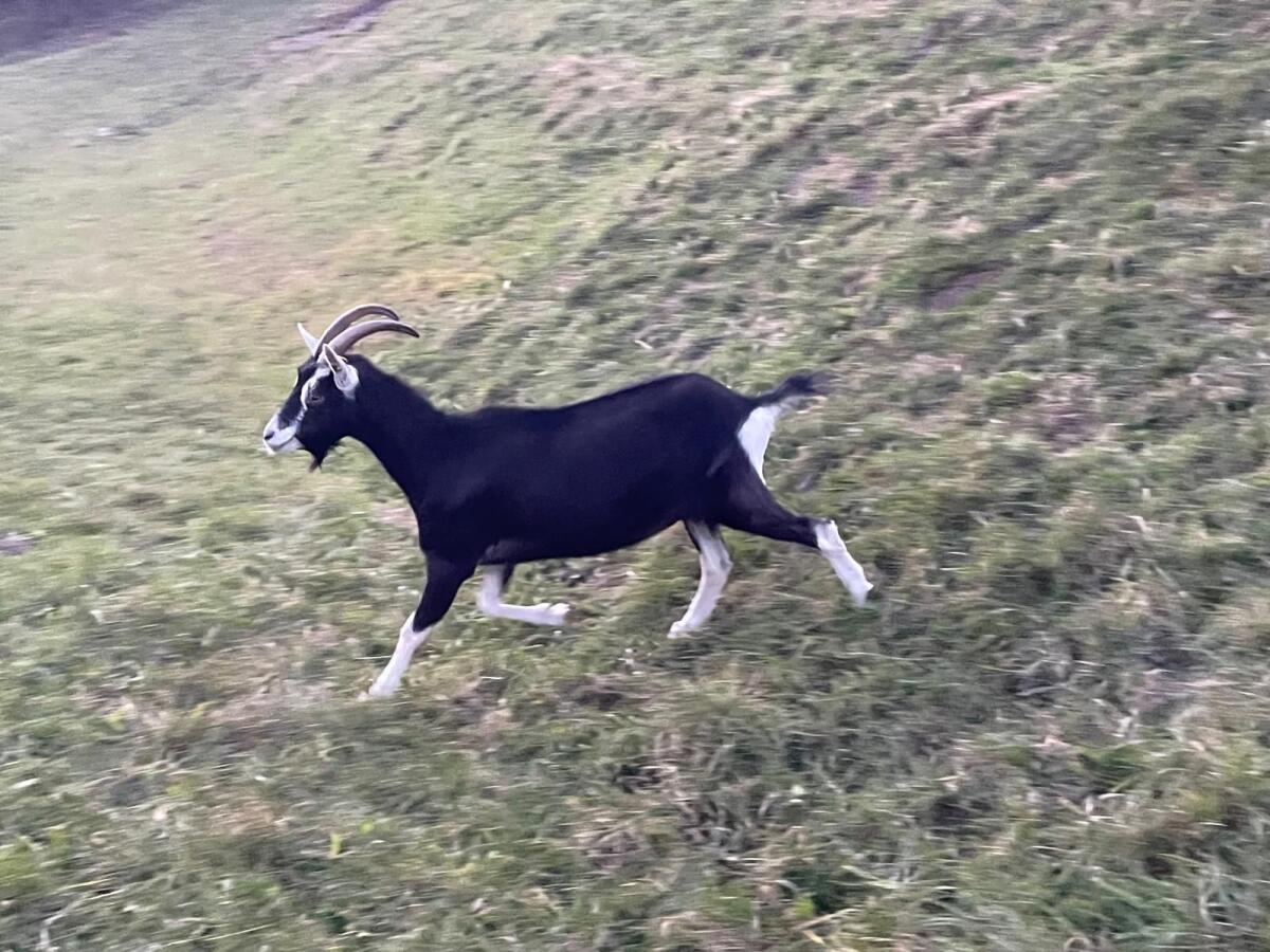 Bündner Strahlenziege 3