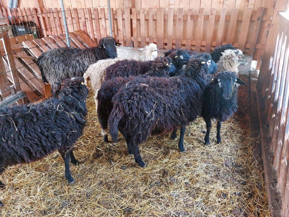 Krainer Steinschaf Bio-Lämmer männlich 7 Monate 2