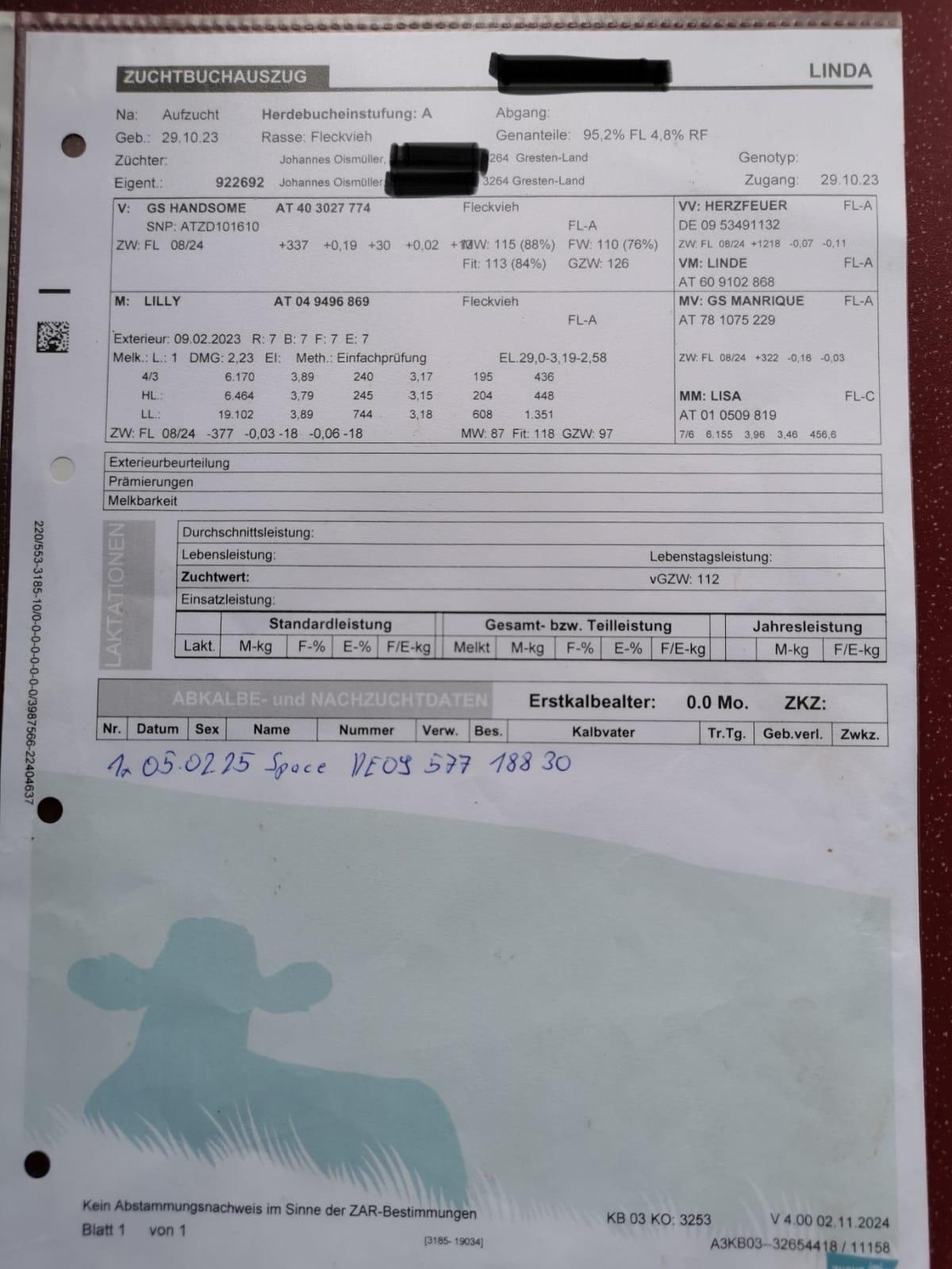 BIO Fleckvieh Kalbin trächtig 3