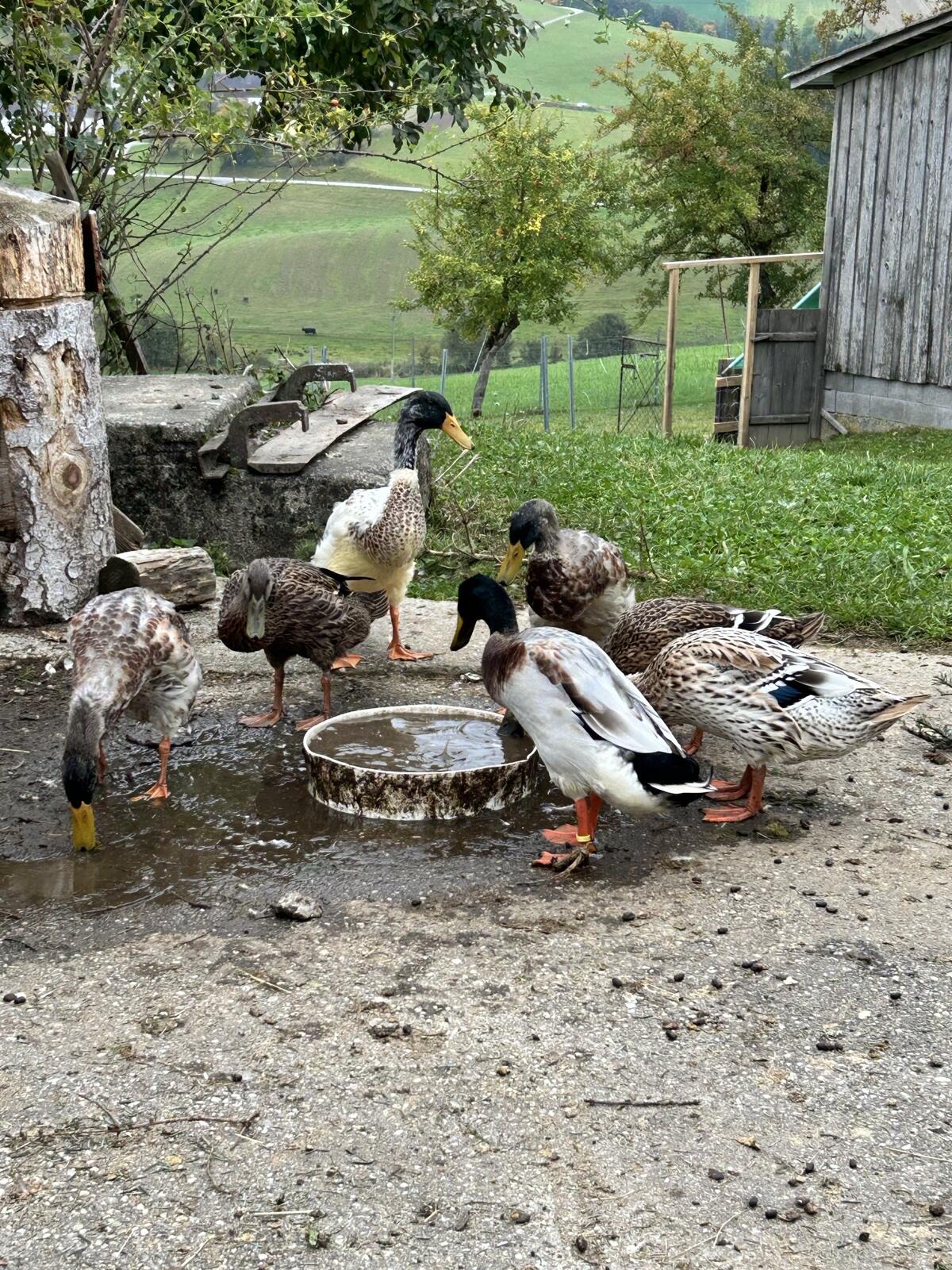 Laufenten zu verkaufen 3
