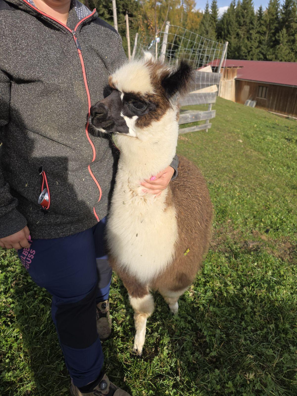 1 Alpaka- und 1 Lama-Hengstfohlen 3