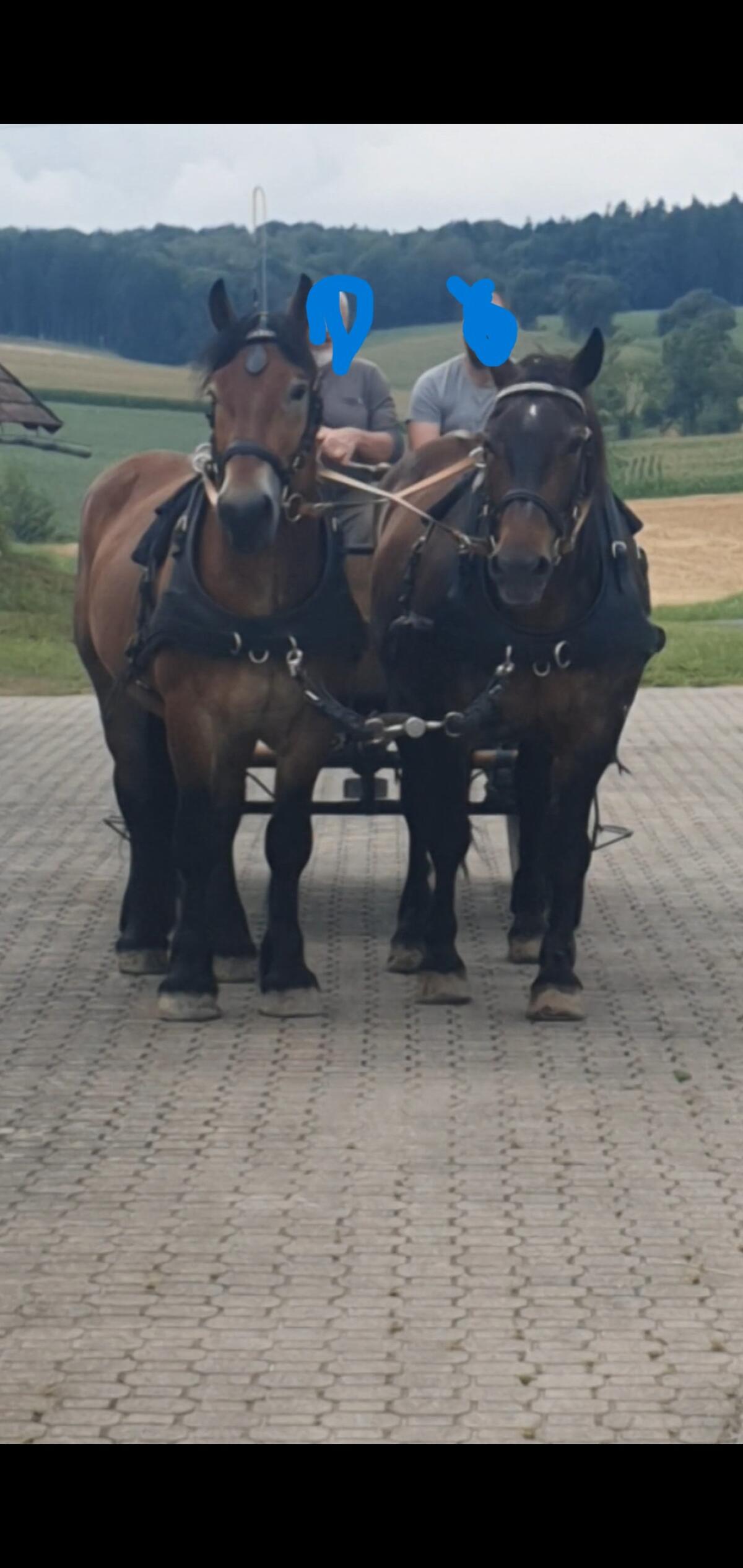 4,5-jähriger ungarischer Kaltblutwallach 2