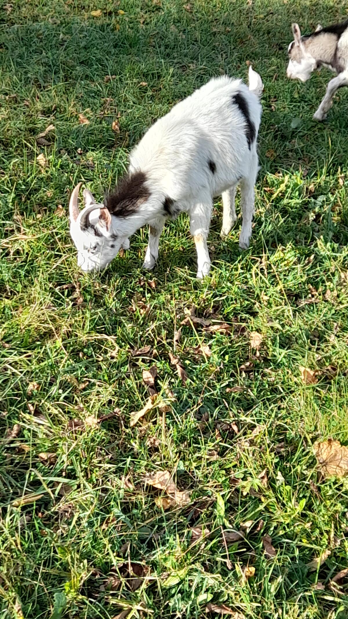 Junge Ziegenböcke 2