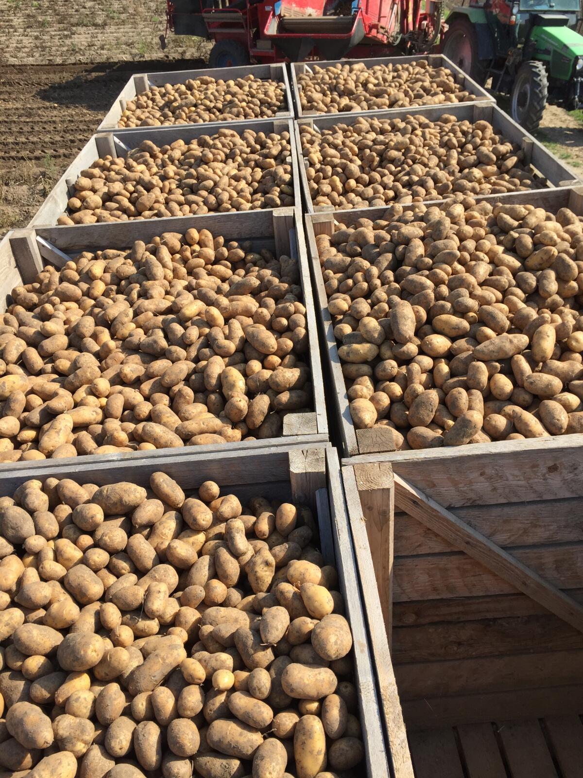 Bio Erdäpfel Kartoffel und konventionelle Erdäpfel Kartoffel 1