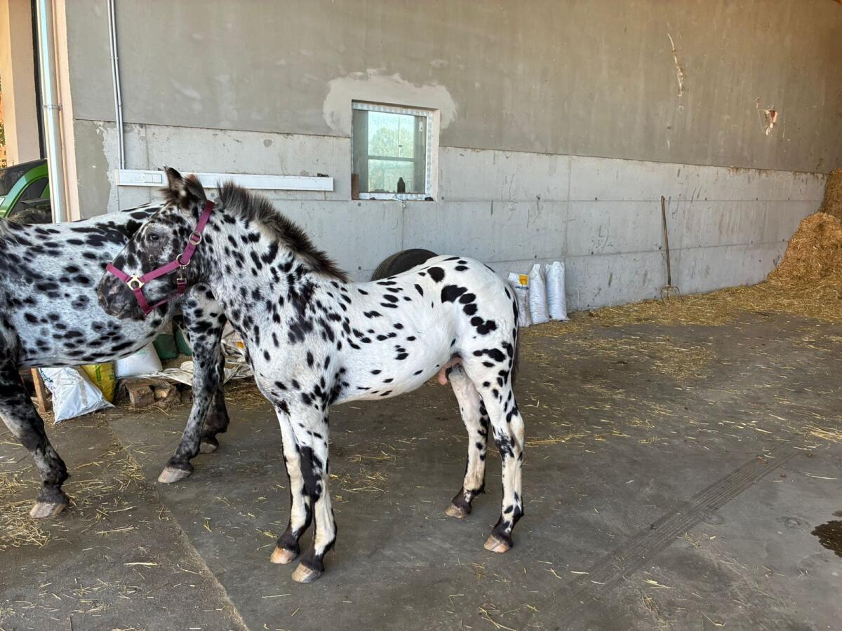 Noriker-Hengstfohlen zu verkaufen 1