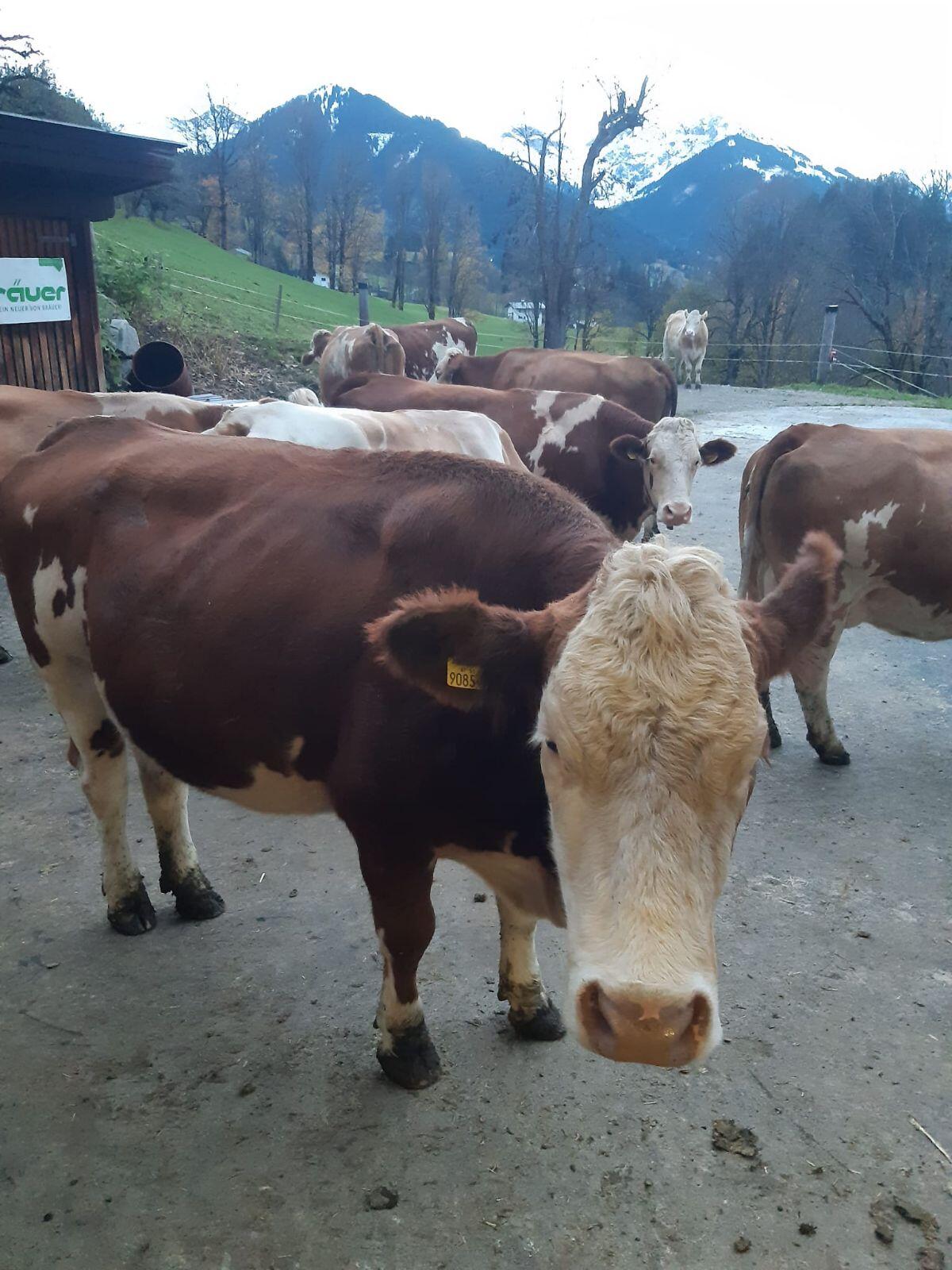 Verkaufe ZZU-Bio Kuh Angola 1