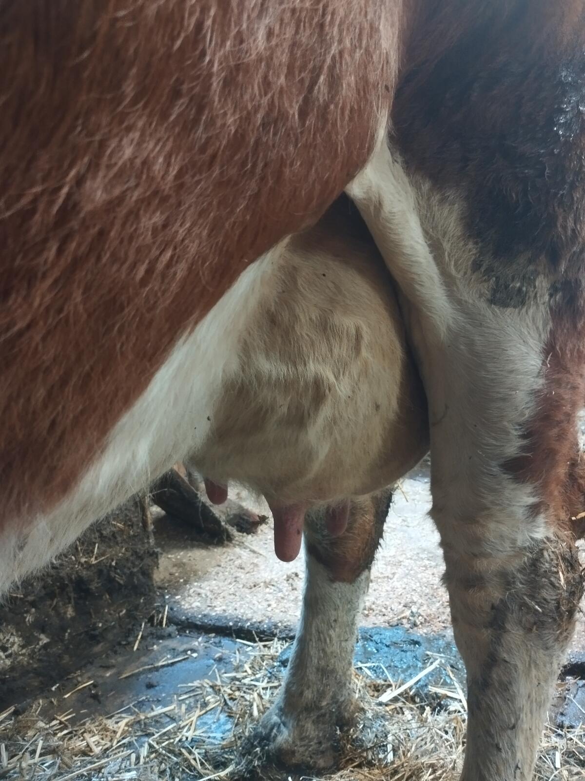 Ältere Frischmelk-Kuh 2