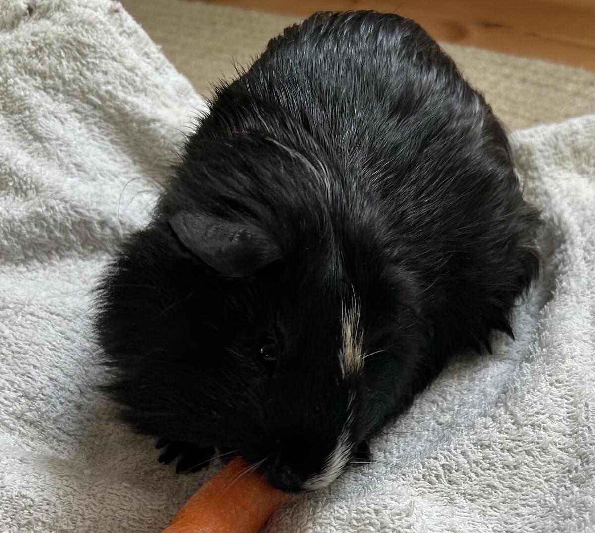 Meerschweinchen Langhaarmix 2